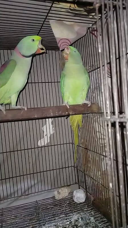 Raw parrot pair for sale 2