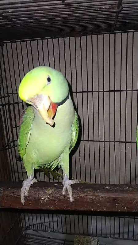 Raw parrot pair for sale 3