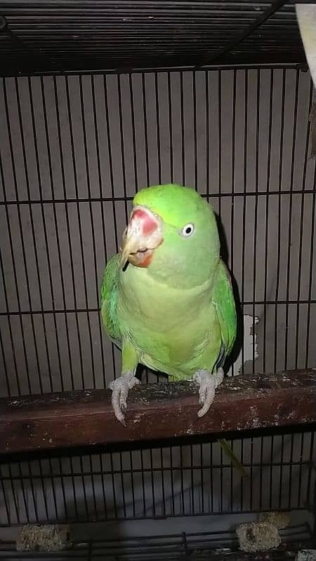 Raw parrot pair for sale 4