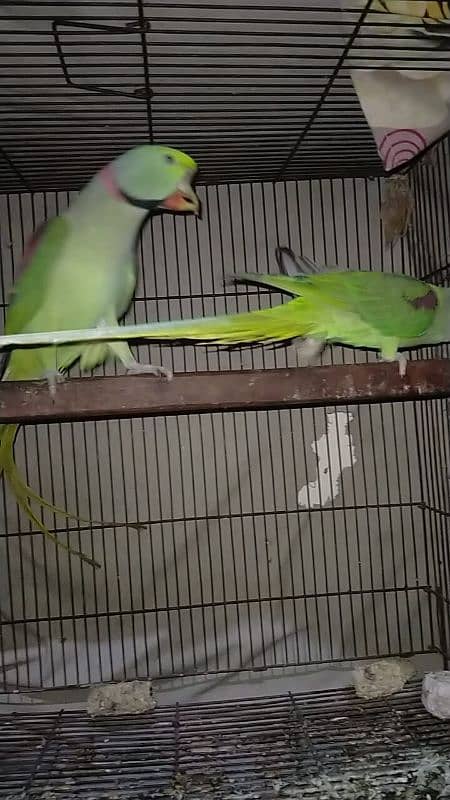 Raw parrot pair for sale 5