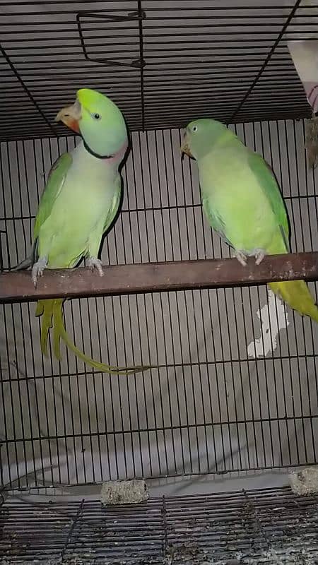 Raw parrot pair for sale 6