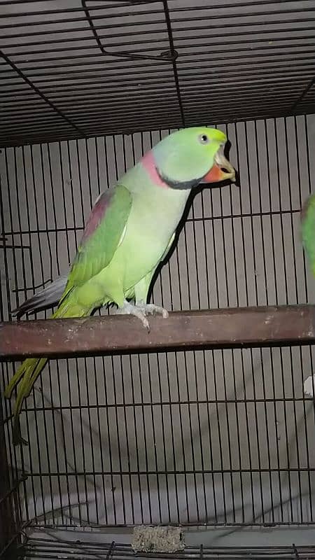 Raw parrot pair for sale 7