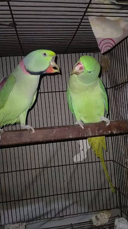 Raw parrot pair for sale 8