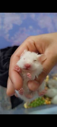 syrian hamster