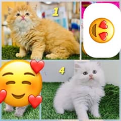 persian kittens male female tripple coat