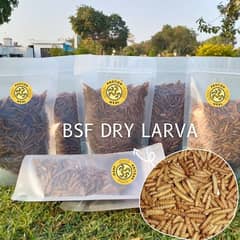 BSF Dry Worms Larva 100gm- Dried BSF Black soldier fly larvae