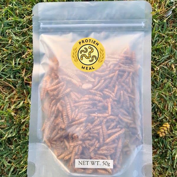 BSF Dry Worms Larva 100gm- Dried BSF Black soldier fly larvae 1