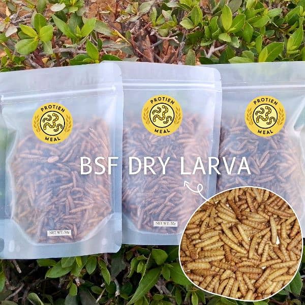 BSF Dry Worms Larva 100gm- Dried BSF Black soldier fly larvae 2