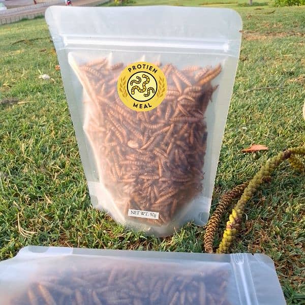 BSF Dry Worms Larva 100gm- Dried BSF Black soldier fly larvae 3