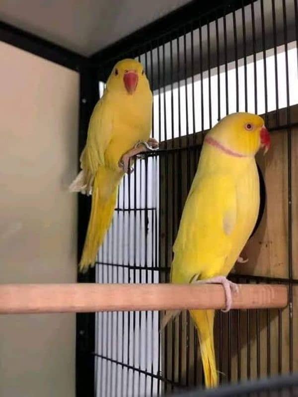 Yellow Ringneck breeder 03156376925 0