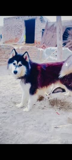 husky