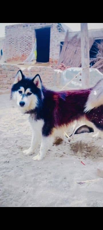 husky 0