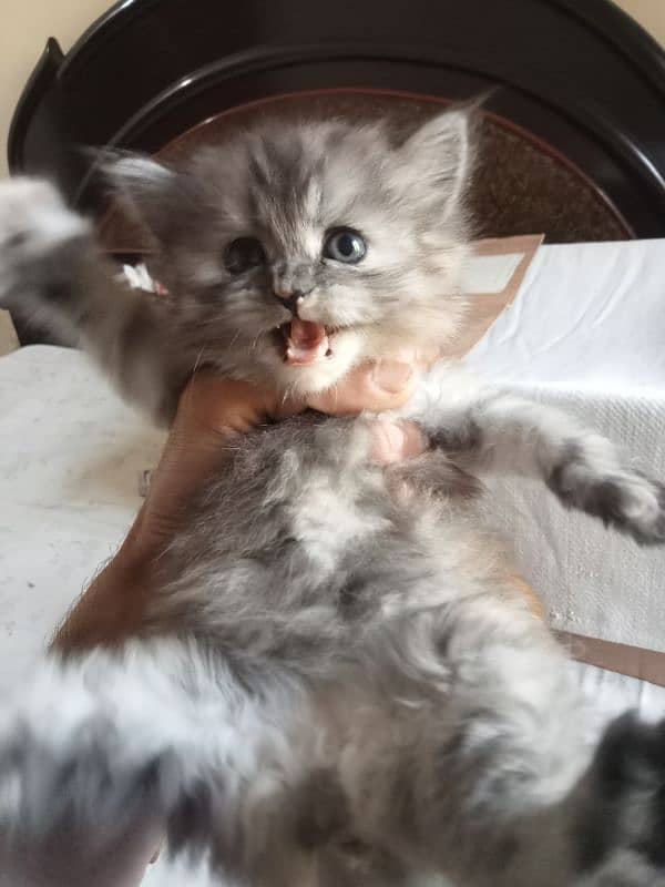 quality kitten for sale 3