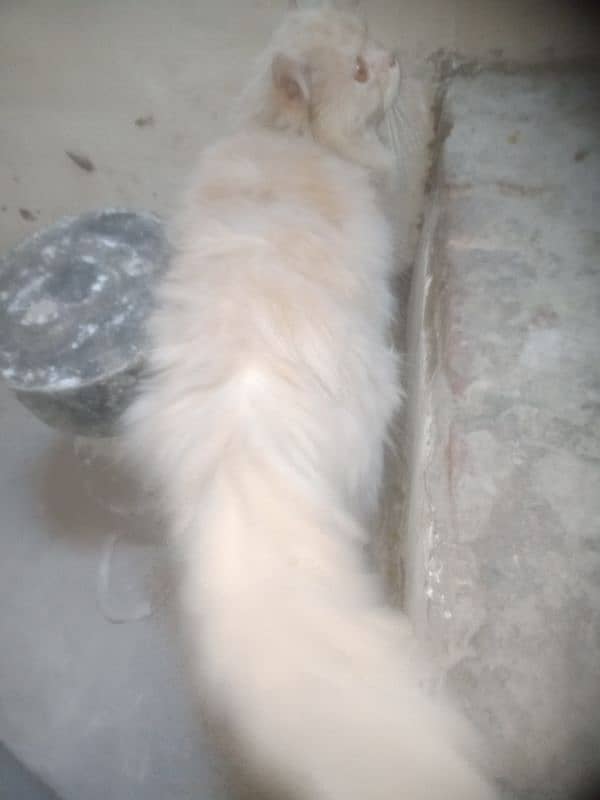 for sale persion cat male for sale tame ha 2