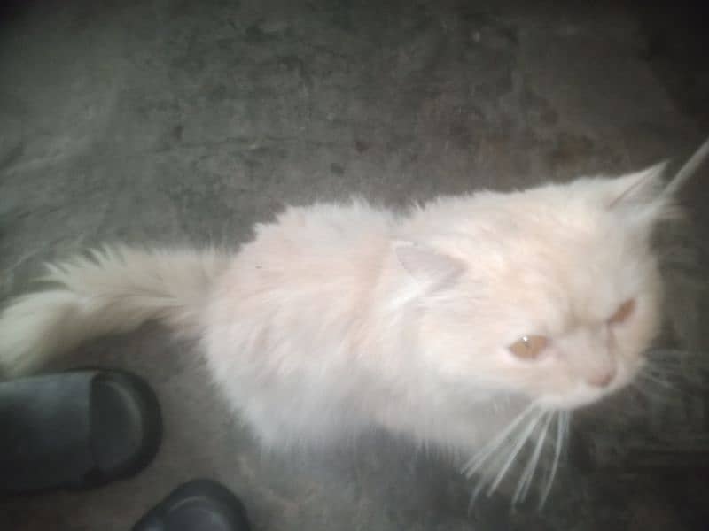 for sale persion cat male for sale tame ha 3