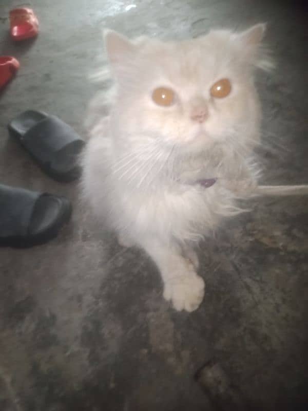 for sale persion cat male for sale tame ha 4