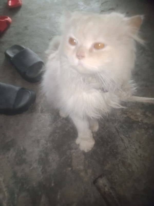 for sale persion cat male for sale tame ha 5