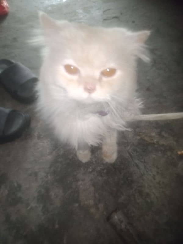 for sale persion cat male for sale tame ha 6