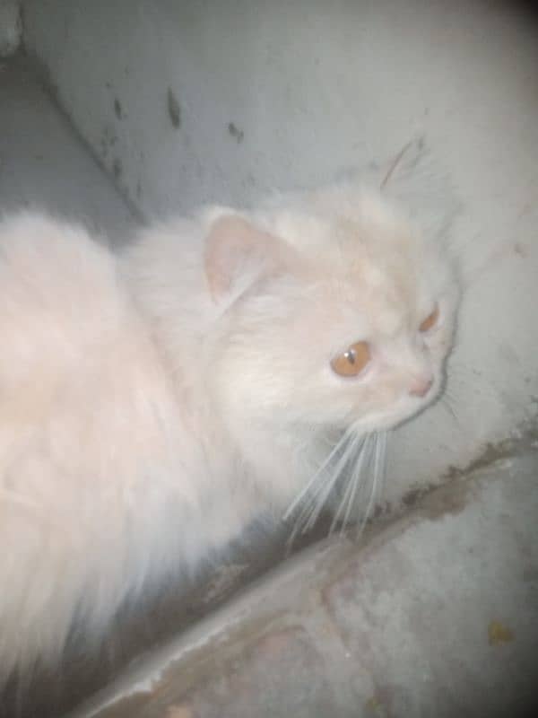 for sale persion cat male for sale tame ha 7