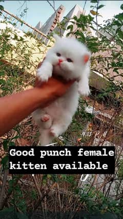 Good Punch/Sami punch Kittens