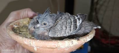 Crested Dove Hand feed baby