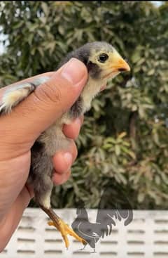 pure japanese o shamoos chicks 1 month old healthy & active