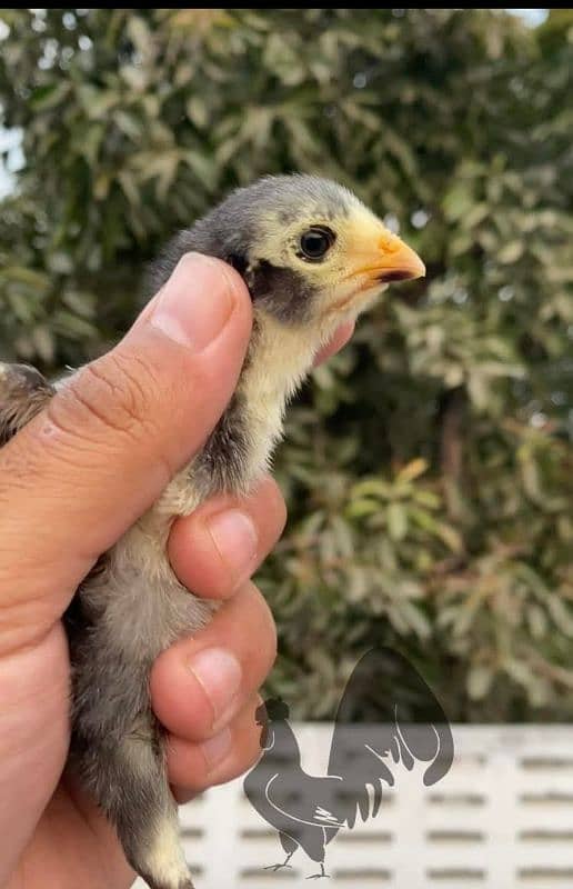 pure japanese o shamoos chicks Ade 21 days healthy & active 1