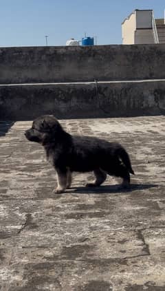 German shepherd puppy pair