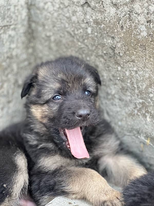 German shepherd puppy pair 1