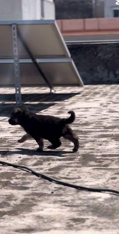 German shepherd puppy pair 3