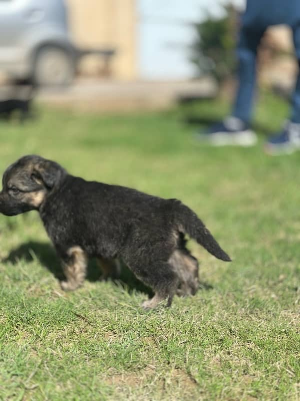 German shepherd puppy pair 5