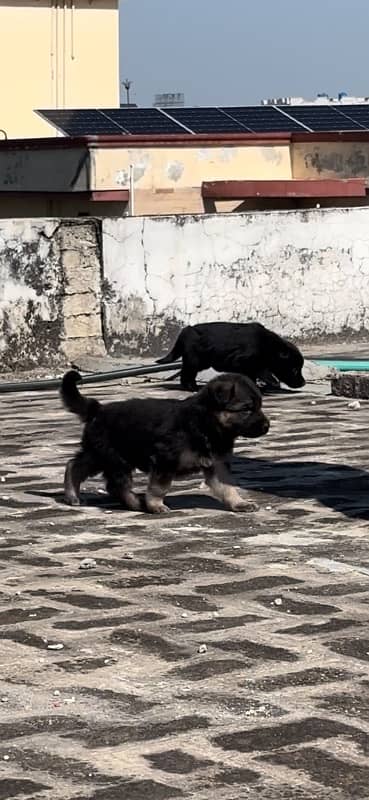 German shepherd puppy pair 7