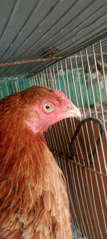 Aseel Mianwali Hen with 2 chicks 1