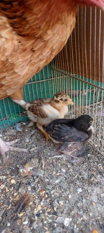 Aseel Mianwali Hen with 2 chicks 3