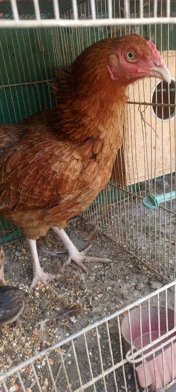 Aseel Mianwali Hen with 2 chicks 6