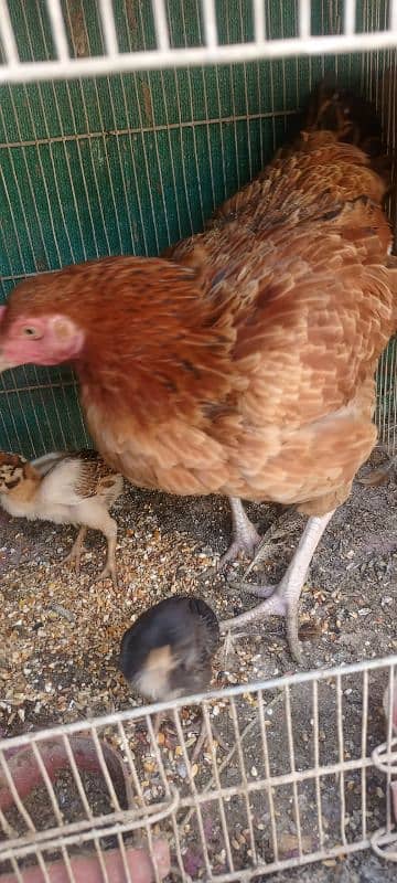 Aseel Mianwali Hen with 2 chicks 7