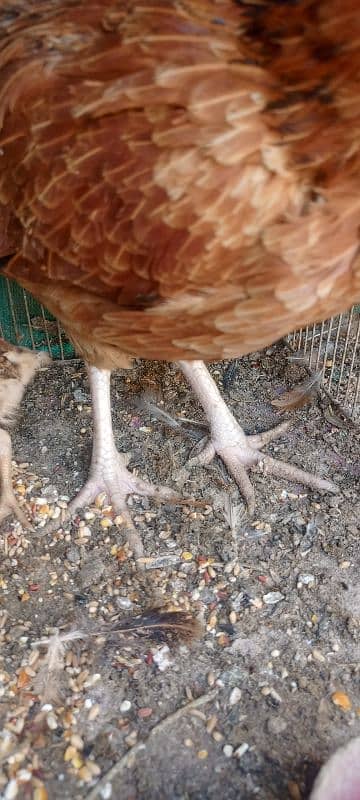 Aseel Mianwali Hen with 2 chicks 8