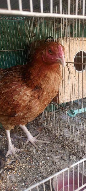 Aseel Mianwali Hen with 2 chicks 9