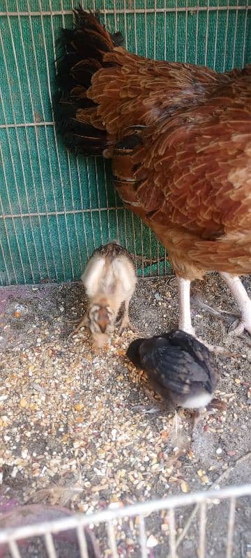 Aseel Mianwali Hen with 2 chicks 10