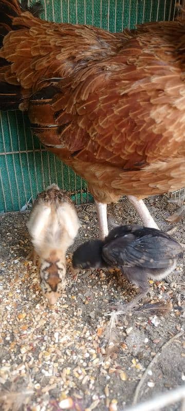 Aseel Mianwali Hen with 2 chicks 11