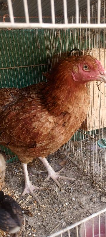 Aseel Mianwali Hen with 2 chicks 14