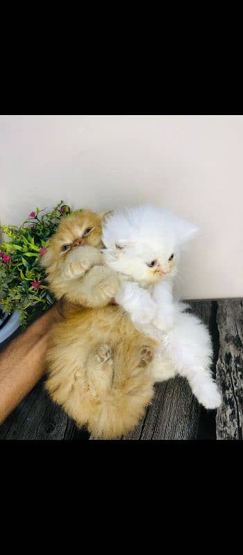 kitten for sale pair Triple couted 8