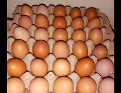 lohman brown eggs for sale