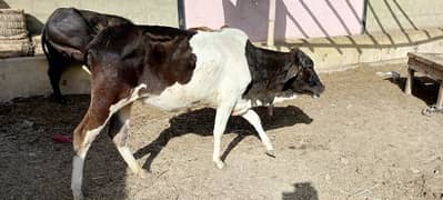 cow for sale 2 dant bachiya or bachre available he