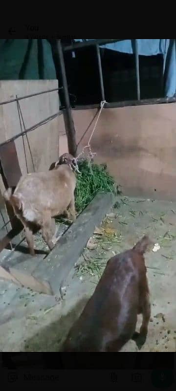 pregnant goat 2