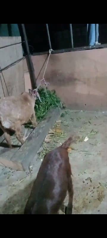 pregnant goat 4