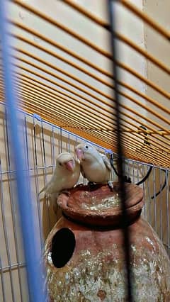 Albino Pair With Cage