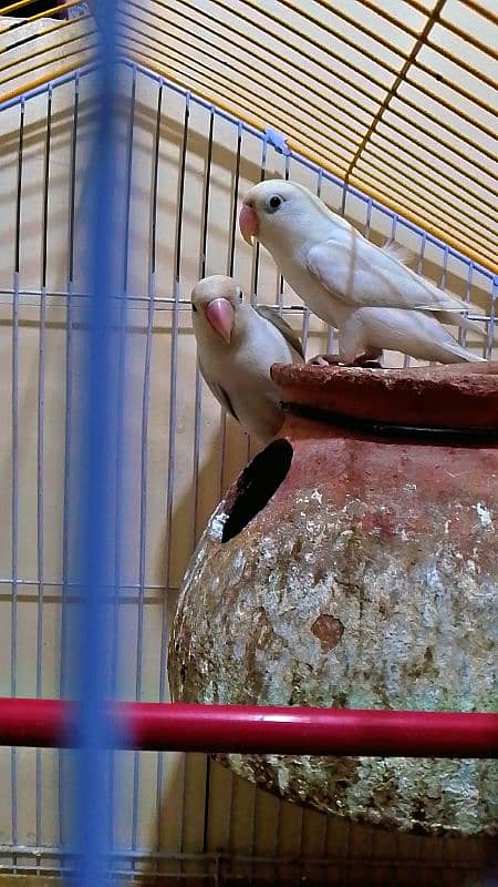 Albino Pair With Cage 1