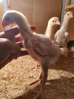 shamo chicks for sale