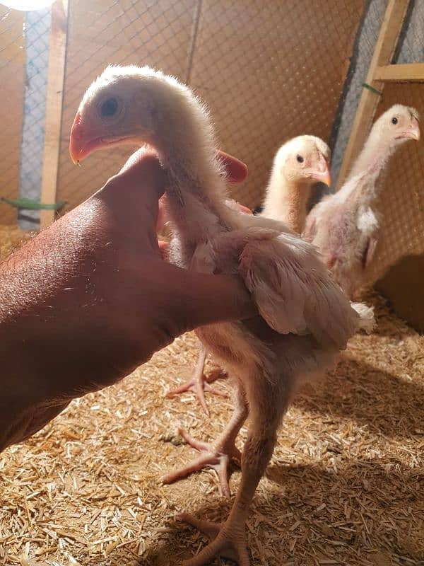 shamo chicks for sale 2